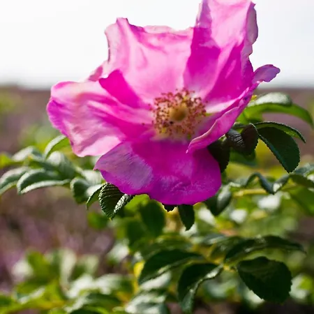 Gl. Brydegaard 호텔 Brydegård