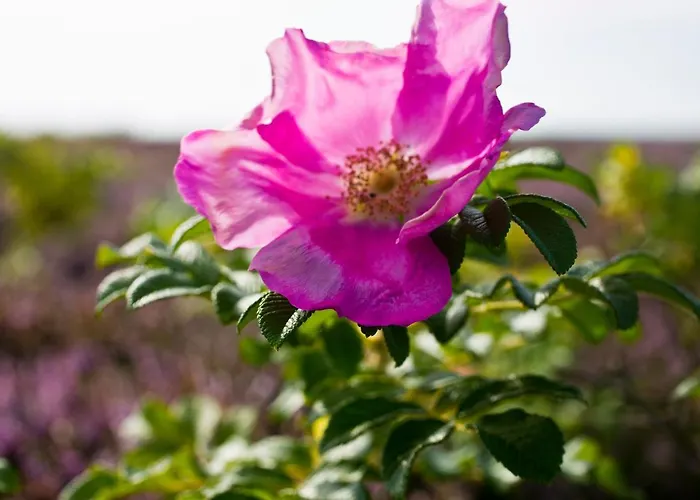 Gl. Brydegaard Hotel Brydegård